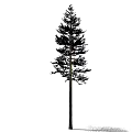 pine tree 3d model