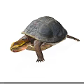 Colorful Shell Yellow Head Freshwater Turtle Vibrant Detailed Close Up View