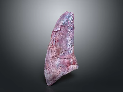Purple Pink Dinosaur Fossil Bone Exhibiting Cracked Surface Texture Details 3d model