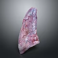 Purple Pink Dinosaur Fossil Bone Exhibiting Cracked Surface Texture Details
