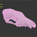 White Animal Skull Organ Structure Displayed On Dark Background With Detailed Bone Texture