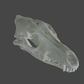 Animal Skull Bone Structure With Detailed Teeth And Natural Texture 3d model