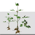 Vibrant Green Plants With Red Small Flowers And Exposed Roots