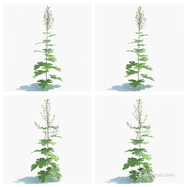 Tall Green Leaf Plant With Small Flowers And Slender Stem In Garden 3d model 