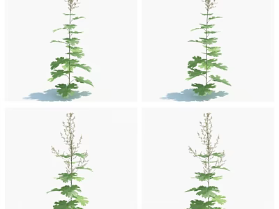 Tall Green Leaf Plant With Small Flowers And Slender Stem In Garden 3d model