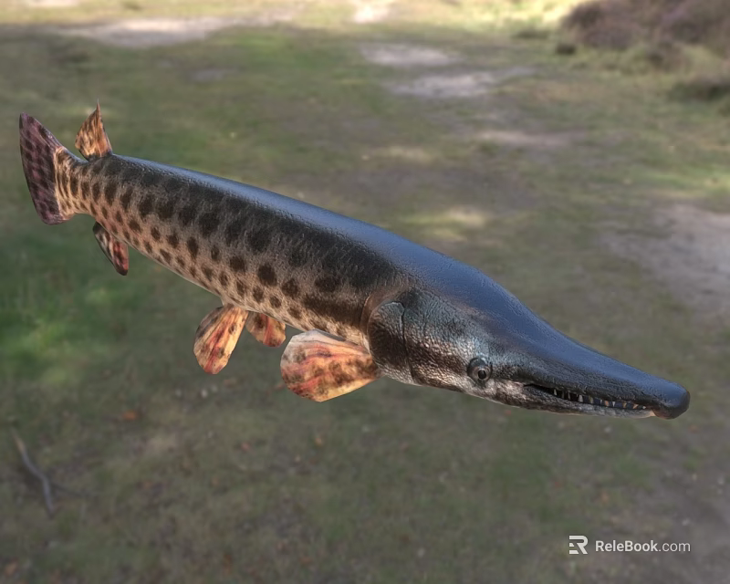 Spotted Freshwater Aquatic Animal With Long Snout Sharp Teeth And Elongated Body 3d model 