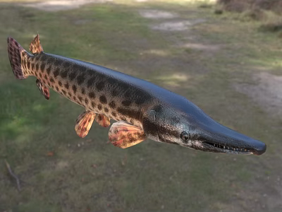 Spotted Freshwater Aquatic Animal With Long Snout Sharp Teeth And Elongated Body 3d model