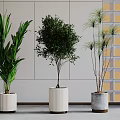 Modern Bonsai Potted Plants With Green Leaves In White And Grey Pots Against Geometric Wall