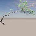 Elegant Arbor Featuring Curved Branches and Fresh Green Leaves on Neutral Backdrop