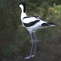 Black and white bird with long beak and legs standing in grassland outdoor setting