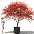 Bonsai Plant With Red Leaves In Black Pot And Person Standing Beside