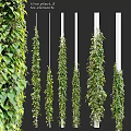 Natural Green Hanging Plant Decorative Ornament Combination With White Columns For Home Interior