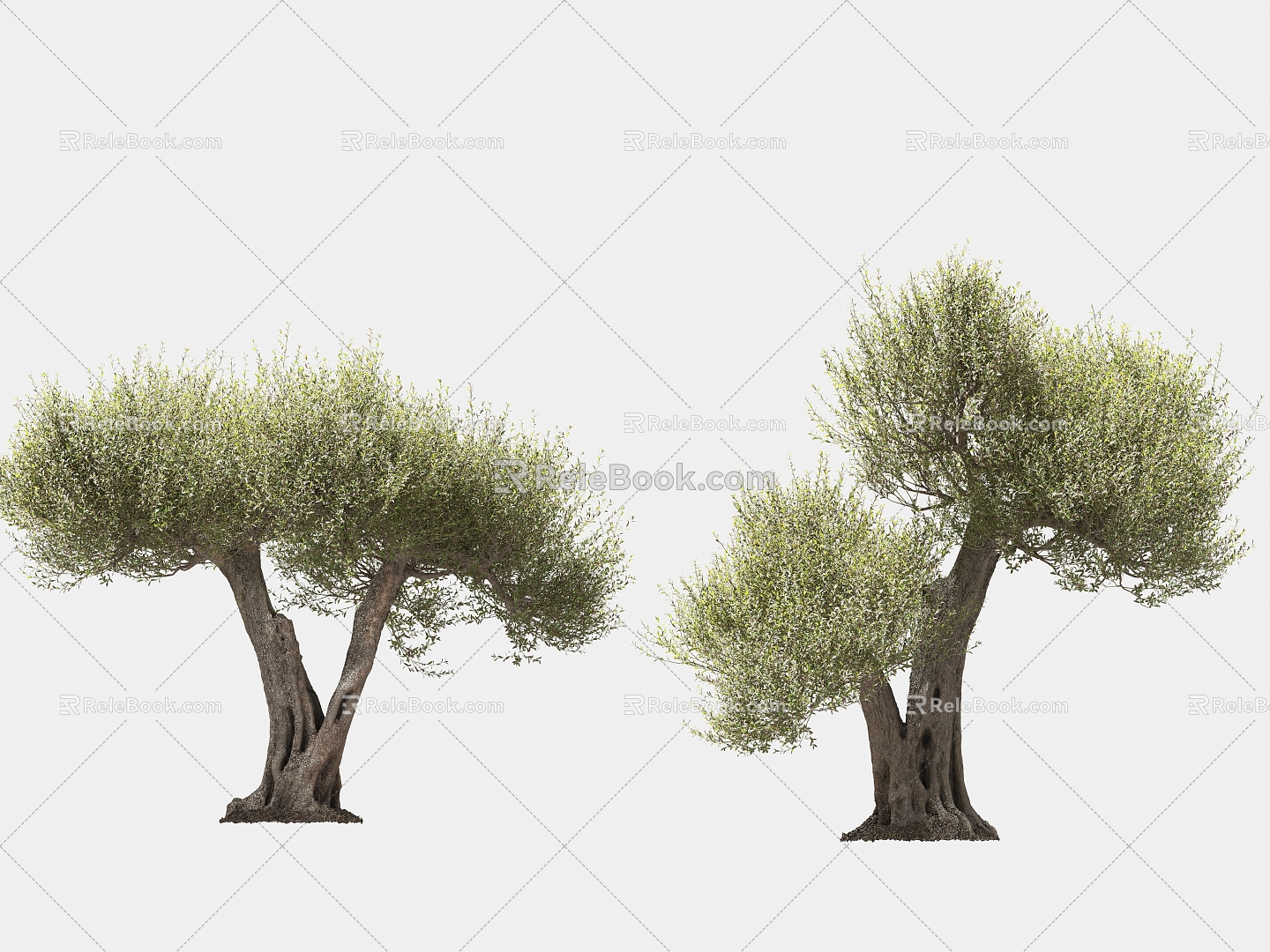 olive tree solitary tree planting arbor landscape tree trees 3d model