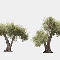 olive tree solitary tree planting arbor landscape tree trees 3d model