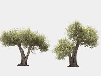Tall Olive Trees With Thick Trunks And Lush Green Foliage In White Background 3d model