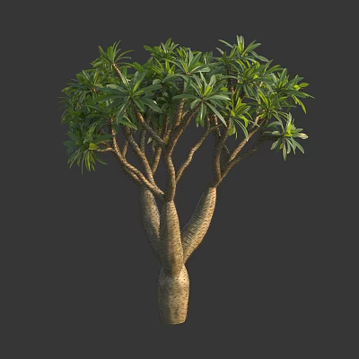 Single Lush Tropical Tree1 With Forked Trunk And Dense Green Foliage 3d model