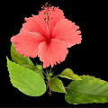Vibrant Red Hibiscus Flower With Lush Green Leaves On Black Background