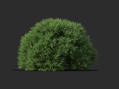 Lush Green Round Bush with Dense Foliage Isolated on Dark Background 3d model