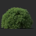 Lush Green Round Bush with Dense Foliage Isolated on Dark Background
