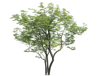 Lush Arbor With Vibrant Green Foliage And Strong Trunk In Natural Landscape 3d model