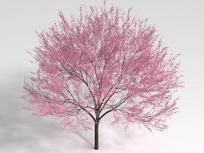 Beautiful Pink Flowering Shrub with Dark Trunk Isolated on White Background 3d model