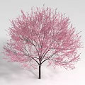 Beautiful Pink Flowering Shrub with Dark Trunk Isolated on White Background