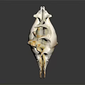 Decorative Seashell Ornament Set With White And Brown Textured Spiked Edges For Home Decor