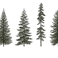 Four Different Types of Pine Trees with Green Foliage and Coniferous Branches