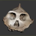 Unique Skull Sculpture With Brown And White Textured Surface On Gray Background