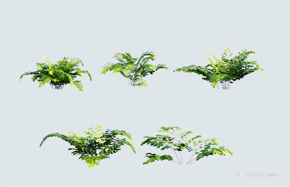 Green Fern Shrub Varieties For Indoor Home Decoration And Lush Foliage 3d model 