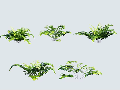 Green Fern Shrub Varieties For Indoor Home Decoration And Lush Foliage 3d model