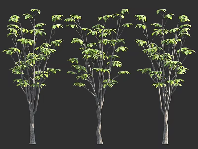 Three Trees With Slender Trunks And Green Leaves On Dark Background 3d model