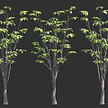 Three Trees With Slender Trunks And Green Leaves On Dark Background