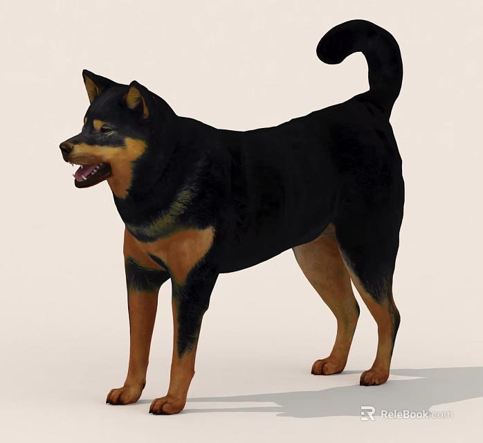 Cute Black And Brown Dog Standing On Light Background With Curled Tail And Open Mouth 3d model 
