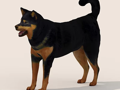 Cute Black And Brown Dog Standing On Light Background With Curled Tail And Open Mouth 3d model
