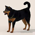 Cute Black And Brown Dog Standing On Light Background With Curled Tail And Open Mouth