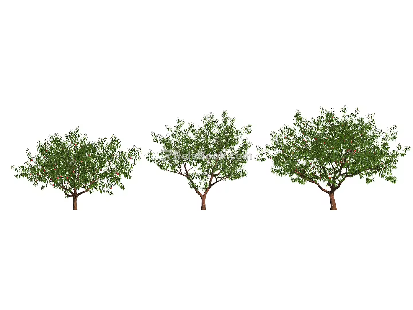 Peach Tree Modern Tree 3d model
