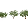 Peach Tree Modern Tree 3d model