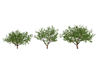 Peach Tree Modern Tree 3d model