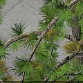 Weeping Willow Tree in Urban Square with Drooping Branches 1.5m Diameter 1.8m Height