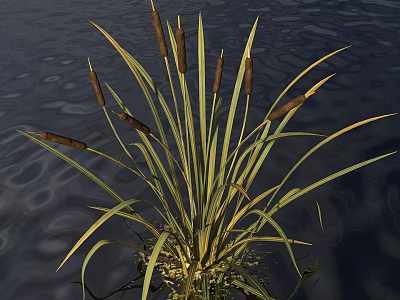 Natural Style Decorative Ornament Set With Cattail Plants And Long Green Leaves In Water 3d model