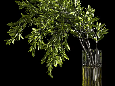 Clear Glass Vase With Hanging Green Leafy Branches On Black Background 3d model