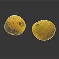Fresh Ripe Mangoes With Spotted Yellow Skin And Sticker On Black Background With Reflections