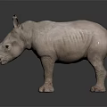 Baby Gray Rhinoceros Model Standing On Dark Background With Reflection 3d model