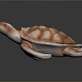 Red And White Textured Sea Turtle 3D Model On Dark Reflective Background