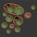 Various Succulent Plants in Terracotta Pots with Green Leaves and Pink Flowers