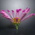 Pink Flower With Vibrant Petals Yellow Center And Green Stem On Dark Background