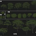 Diverse Arbor Species Including Camphor Yellow Pagoda and Albizia Trees