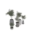 Bonsai Potted Plants In Various Sizes With Different Designed Gray White Pots And Green Leaves