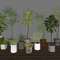 Modern Green Plant Combination Bonsai Bonsai Indoor Plants 3d model